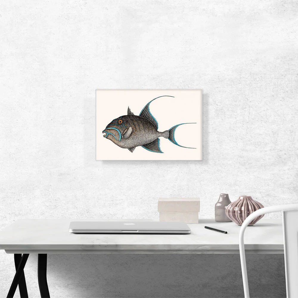 Old Wife Fish