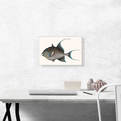 Old Wife Fish