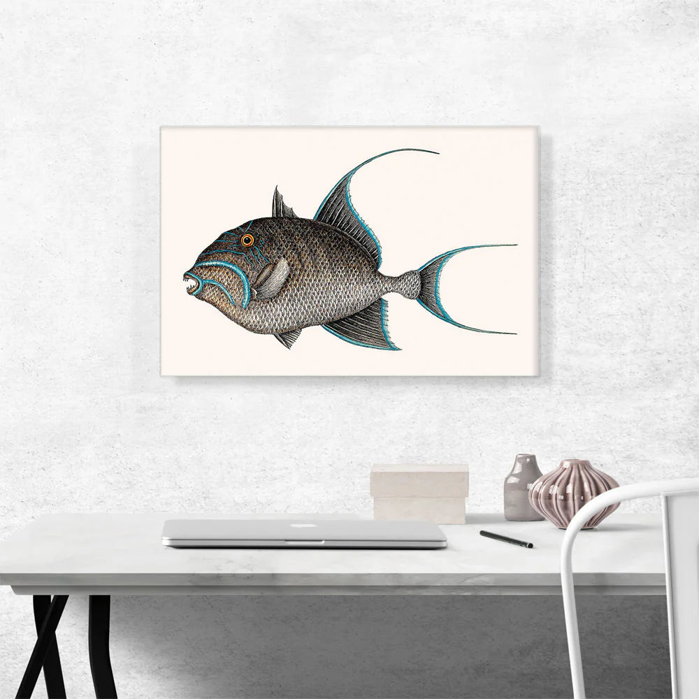 Old Wife Fish