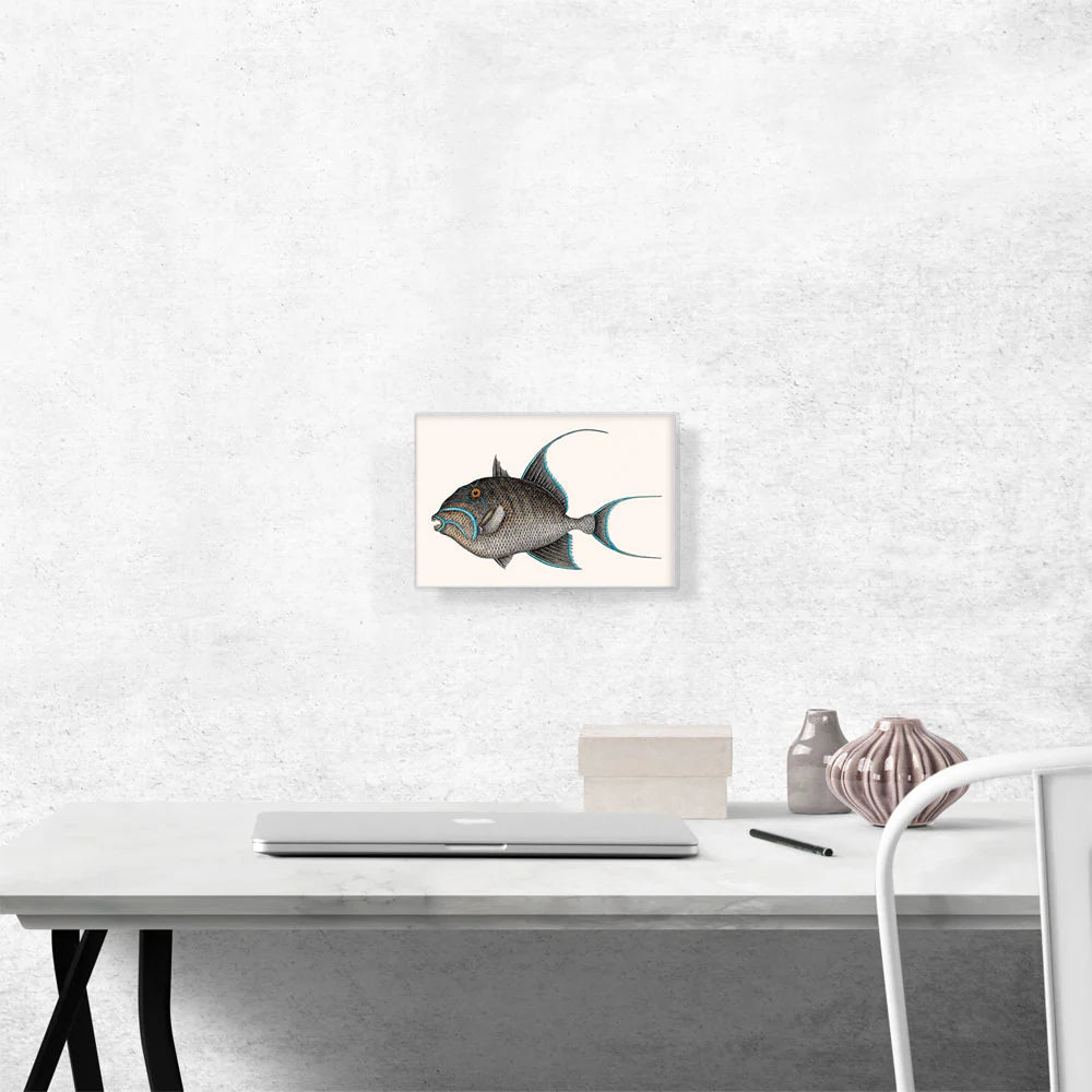 Old Wife Fish